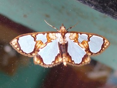 Glyphodes grandisalis