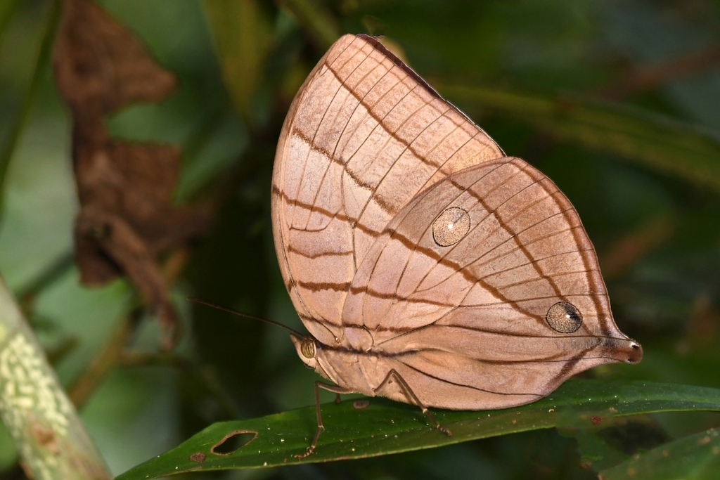 Satyrs, Morphos, and Allies