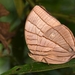 Mariposas Sátira - Photo (c) Yuwaraj Gurjar, algunos derechos reservados (CC BY-NC), subido por Yuwaraj Gurjar