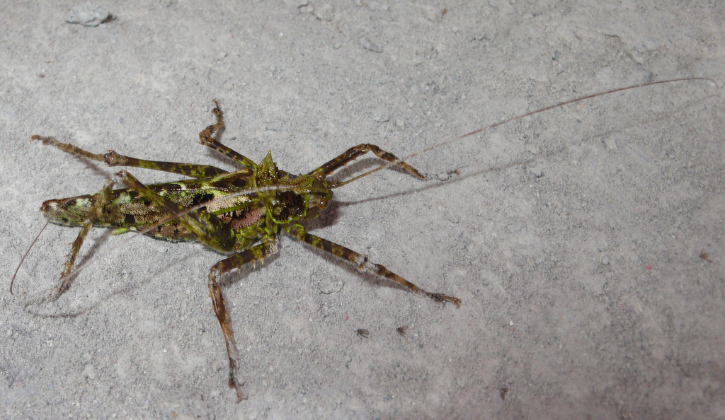 Championica speculifera