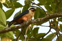 Microhierax caerulescens