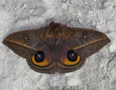 Automeris napoensis