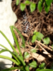 Araneus diadematus