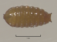 Liriomyza chenopodii