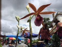 Phaius