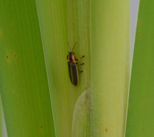 Marsh imp photo 4