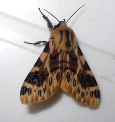 Hypercompe nemophila