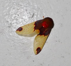 Pseudepimolis haemasticta