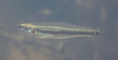 Hypseleotris cyprinoides
