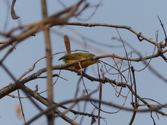 Erythrocercus livingstonei