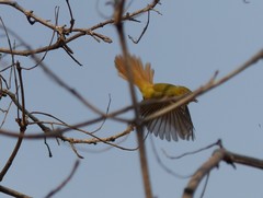 Erythrocercus livingstonei