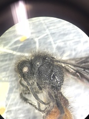 Dasymutilla scaevola