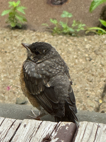 American Robin photographed in Pennsylvania