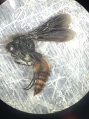 Dasymutilla scaevola