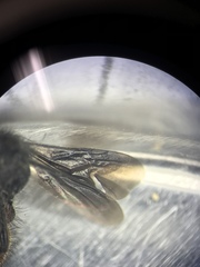 Dasymutilla scaevola