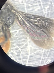 Dasymutilla scaevola