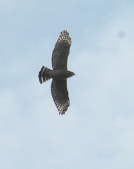 Buteo lineatus