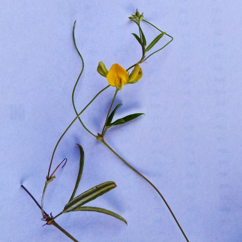 Image of Rhynchosia leucoscias by no rights reserved