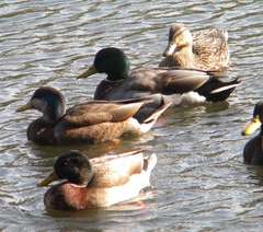 Anas platyrhynchos domesticus