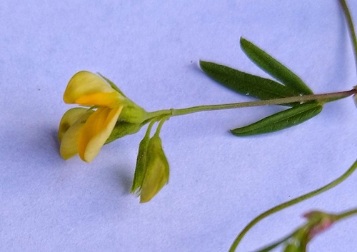 Image of Rhynchosia leucoscias by no rights reserved