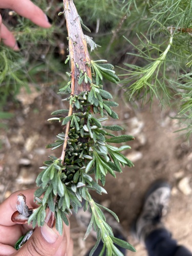 California Buckwheat foliage