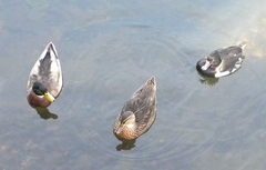 Anas platyrhynchos domesticus