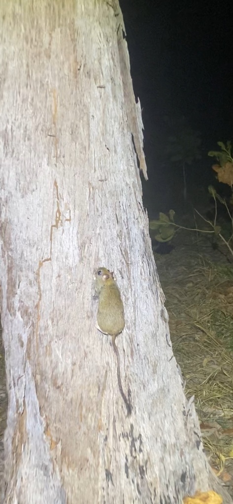 Brush-tailed Rabbit-rat in May 2025 by Josh Magro · iNaturalist