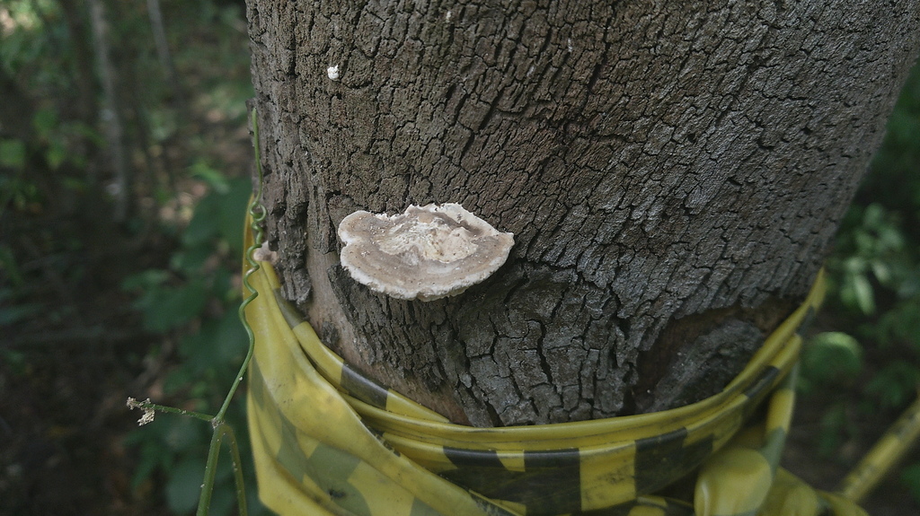 Trametes cubensis · May 2025 · photo: © lexgo (iNaturalist, cc-by)