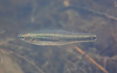 Hypseleotris cyprinoides