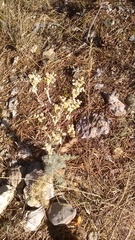Seseli dichotomum