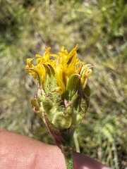 (c) Brandon Corder, some rights reserved (CC BY) Microseris laciniata, photograph (c) Brandon Corder, some rights reserved (CC BY)