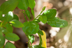 Citrus hystrix