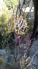 Cotoneaster tauricus