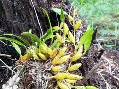 Bulbophyllum