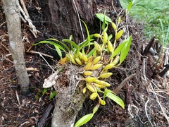 Bulbophyllum