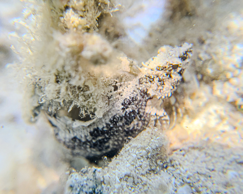 Banded blenny (Paraclinus fasciatus) — Labrisomidae