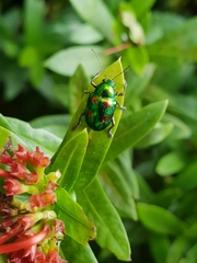 Dermorhytis kandyensis