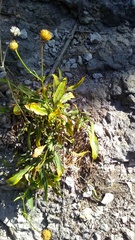 Cephalaria coriacea