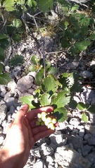 Aria umbellata