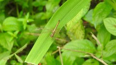 Neurothemis intermedia