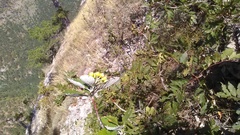 Aria umbellata