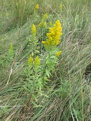 Solidago speciosa rigidiuscula