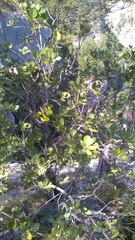 Aria umbellata