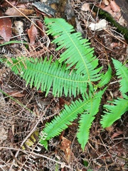 Dicranopteris linearis