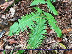 Dicranopteris linearis