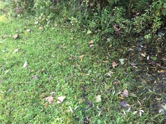 Nerodia sipedon sipedon