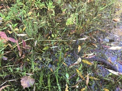 Nerodia sipedon sipedon