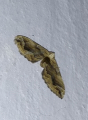 Pelurga comitata