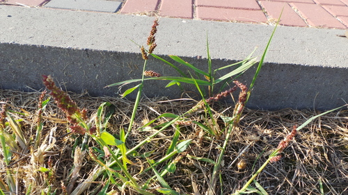 Paprastoji rietmenė