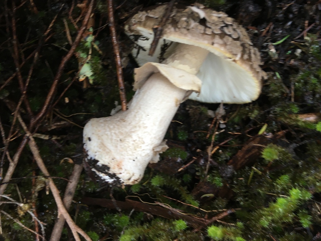 Amanita nothofagi · May 2025 · photo: © kaipatiki_naturewatch (iNaturalist, cc-by)